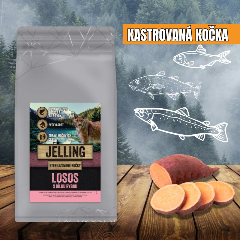 LOSOS S BÍLOU RYBOU - KASTROVANÁ KOČKA VŠECH PLEMEN