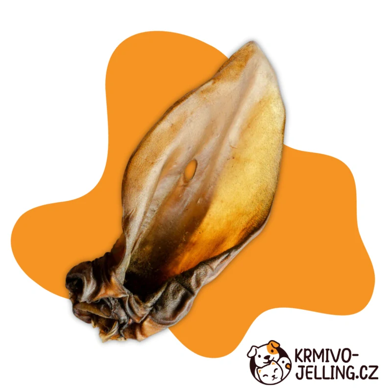 Hovězí ucho
